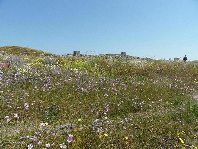 Spring flowers, Delos