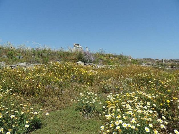 Spring flowers, Delos