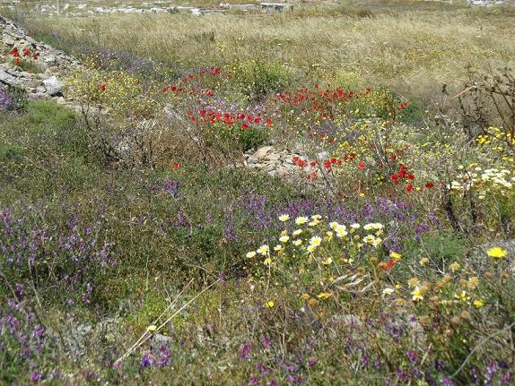 Spring flowers, Delos